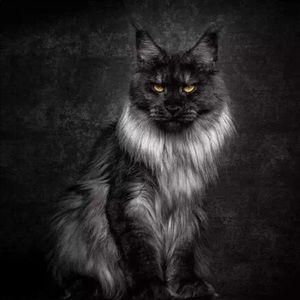 Meet your Posher, Hongyu